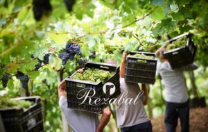 Bodega Txakoli Rezabal